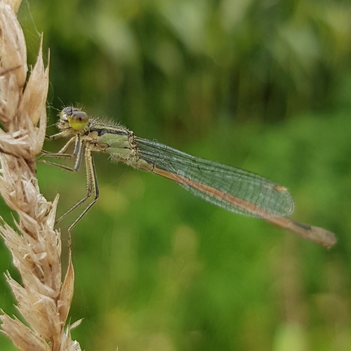 New Lit Alert: Cryptic eco-evolutionary feedback in the city: urban evolution of prey dampens the effect of urban evolution of the predator