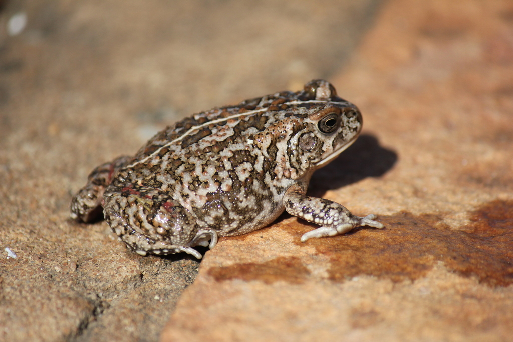 New Lit Alert: Growing up in a new world: trait divergence between rural, urban, and invasive populations of an amphibian urban invader