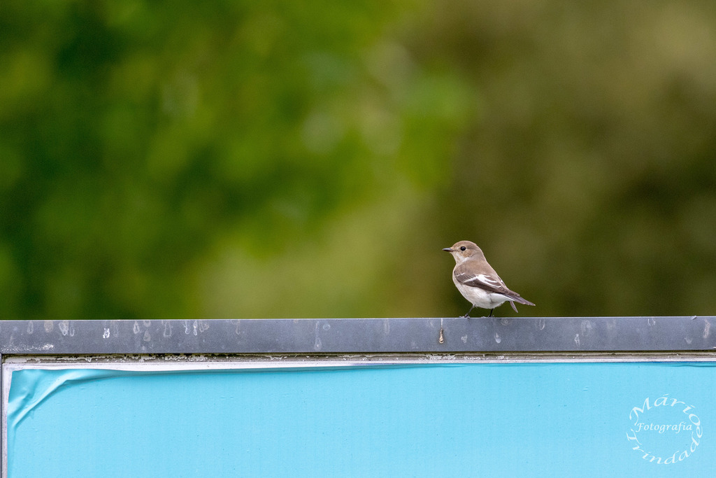 New Lit Alert: Age-Related Variability of the Pied Flycatcher (Ficedula hypoleuca) Song in Natural and Urban Environments