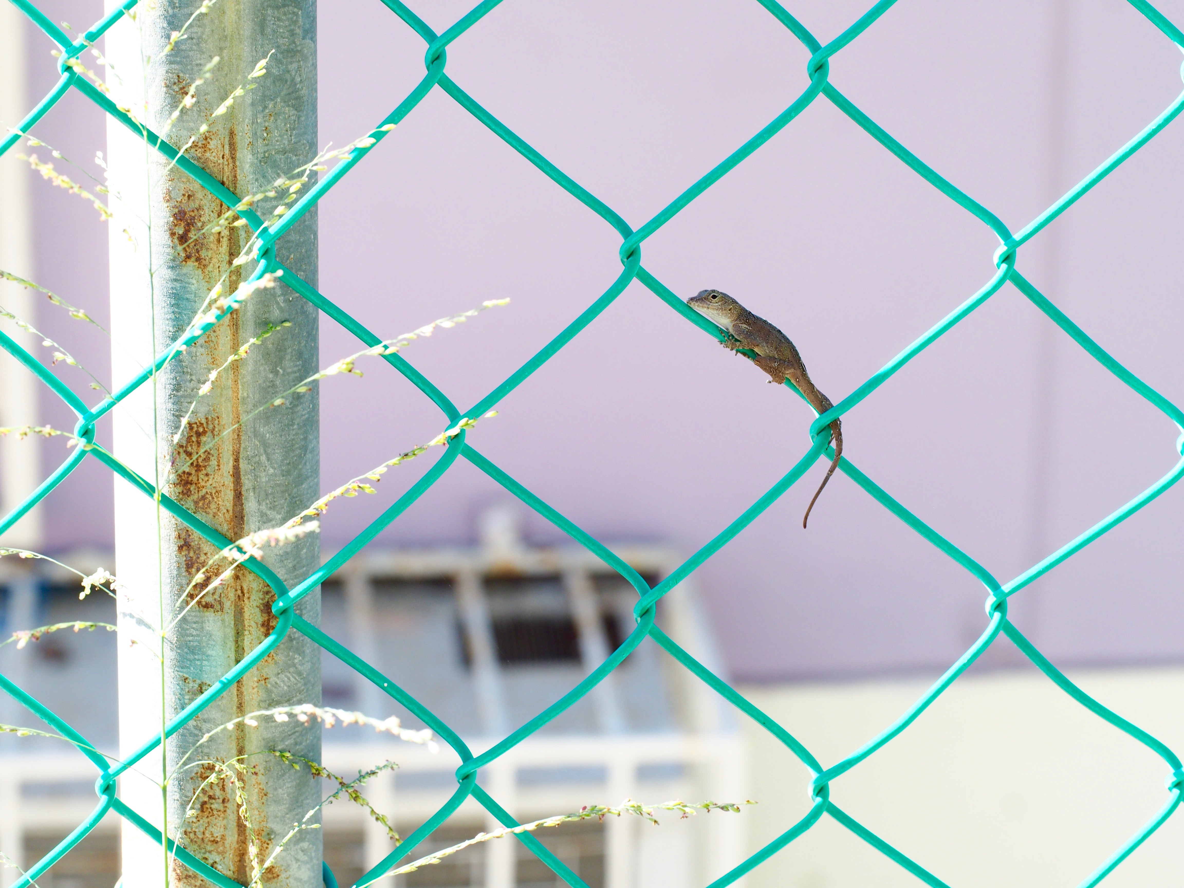 Is Plastic Always Fantastic? Selection on Thermal Plasticity in Urban Anoles