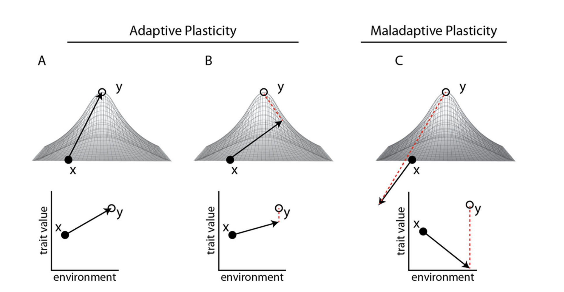 Is Plastic Always Fantastic? Selection On Thermal Plasticity In Urban ...