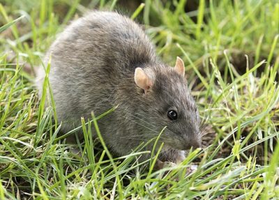 Norwegian rat (source: Wikimedia)