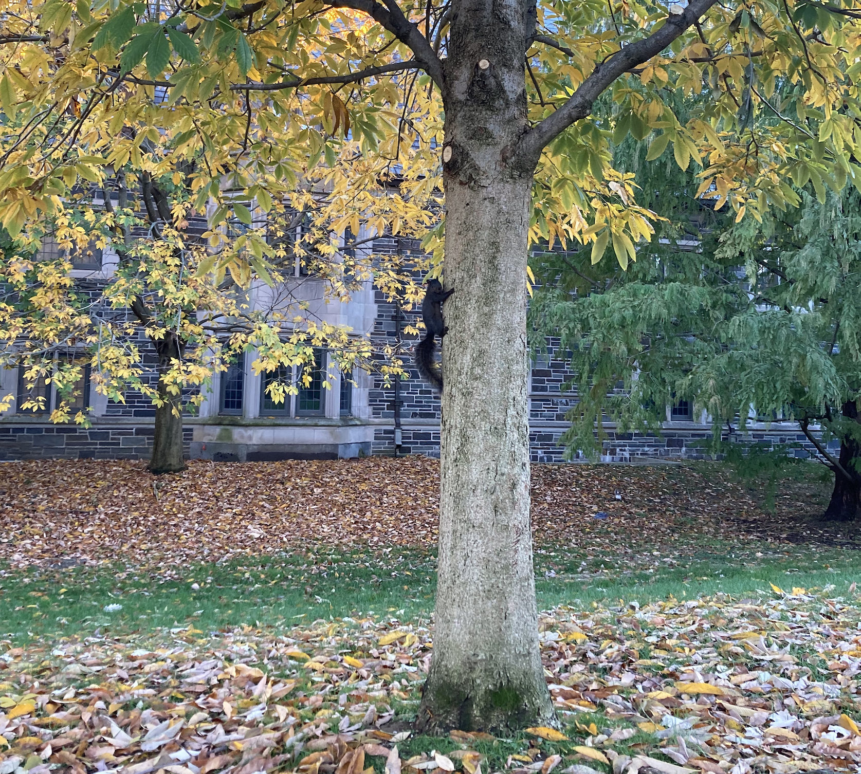 Parallel Evolution of Melanism in Urban Squirrels