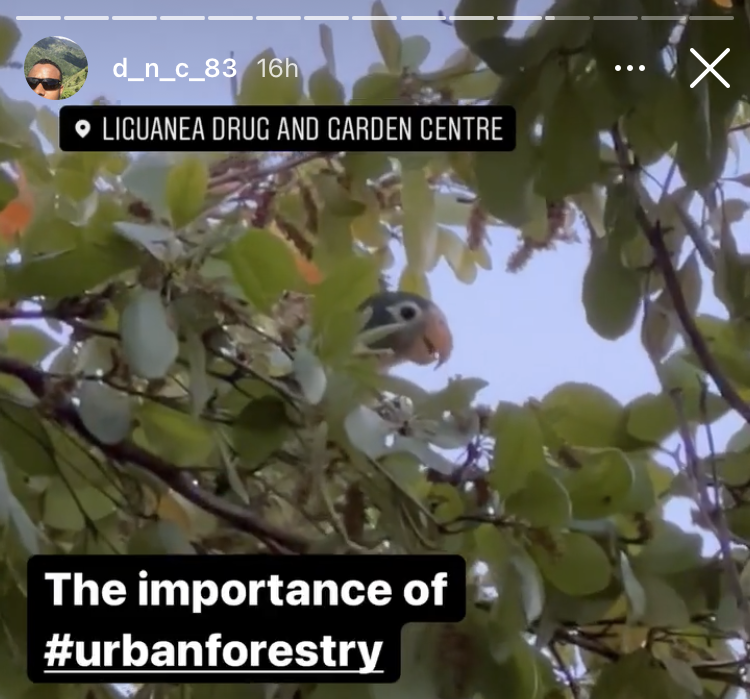 Urban Observation of the Week: Jamaican Yellow-Billed Parrot