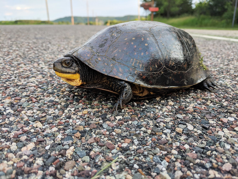 Blanding turtle on road