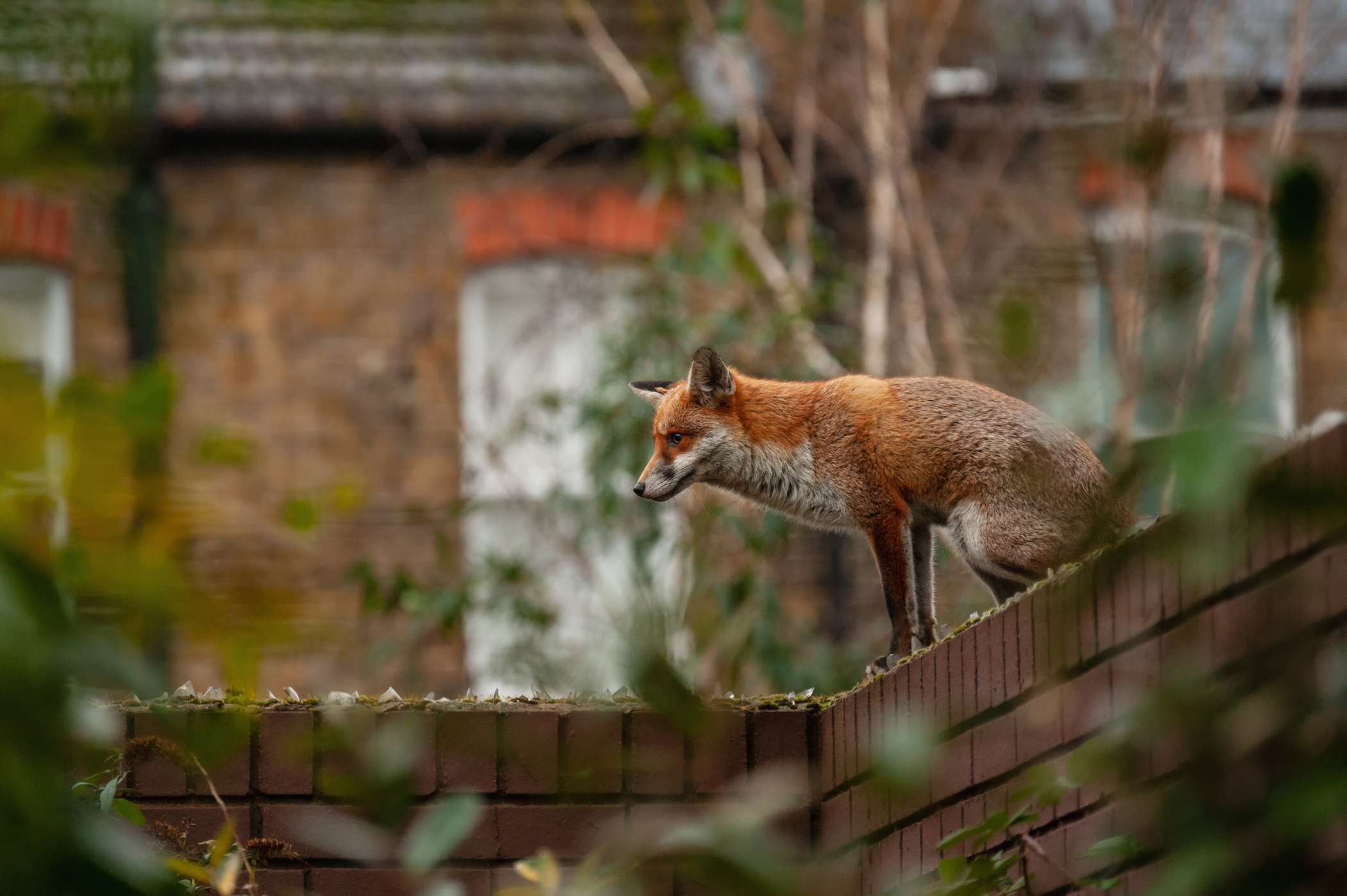 New Lit Alert: Urban-adapted Mammal Species Have More Known Pathogens