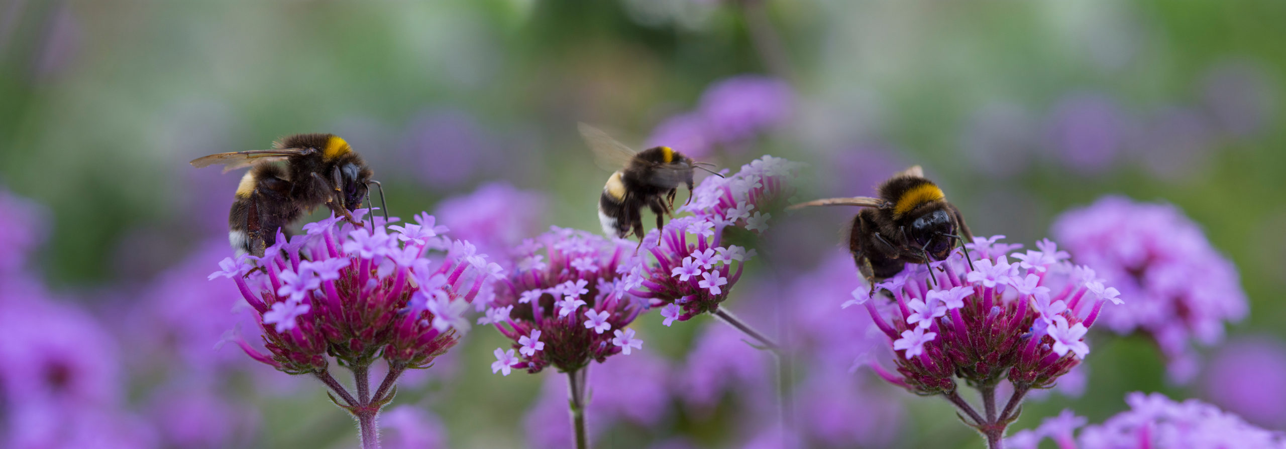 New Lit Alert: There must bee a better way: A review of published urban bee literature and suggested topics for future study