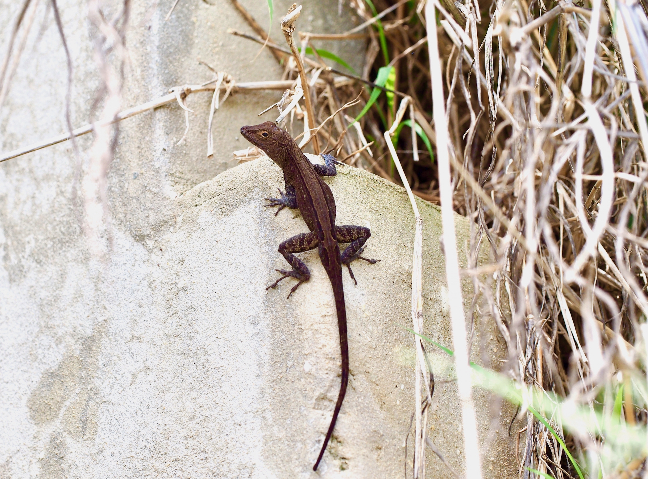 CityShape: How Urban Environments Have Shaped the Toes of Puerto Rican Crested Anoles