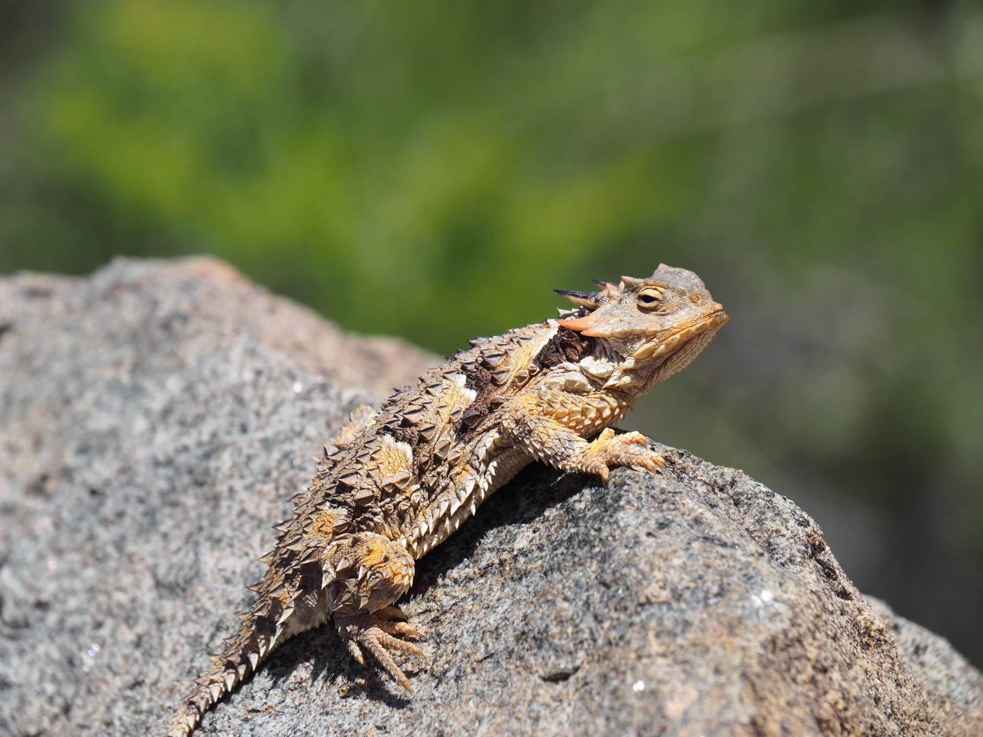 New Lit Alert: Natural and anthropogenic landscape factors shape functional connectivity of an ecological specialist in urban Southern California