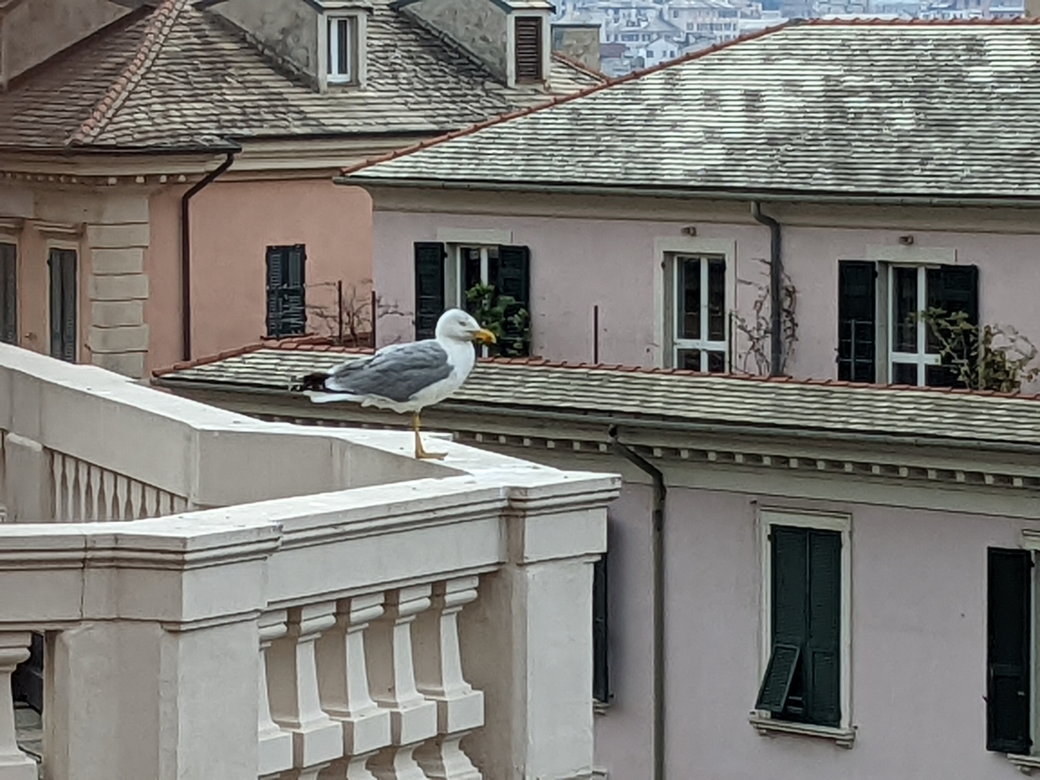 New Lit Alert: Plenty of rooftops with few neighbours occupied by young breeding Yellow-legged Gulls (Larus michahellis): does this occur at the expense of their health condition?