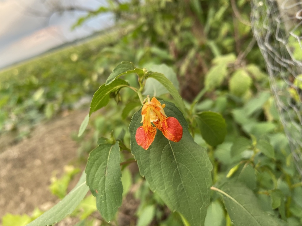 New Lit Alert: The impact of urbanization on outcrossing rate and population genetic variation in the native wildflower, Impatiens capensis
