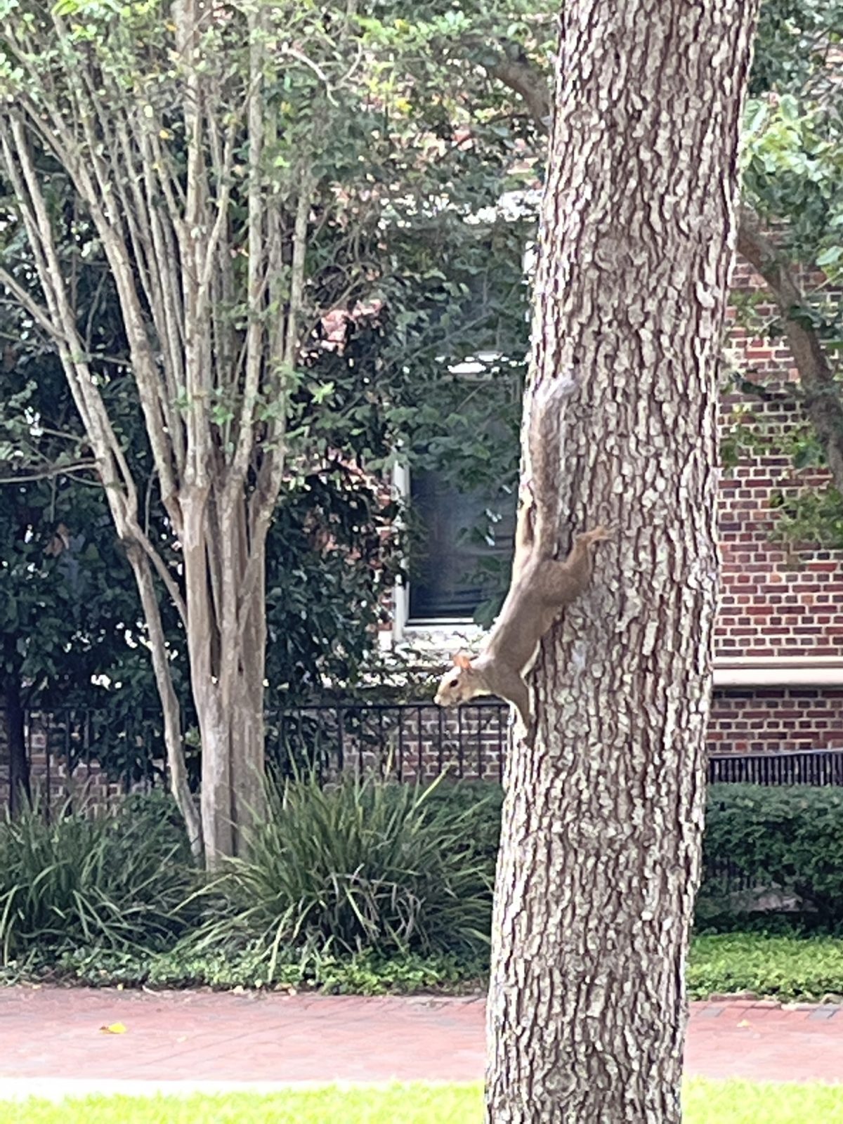 New Lit Alert: Comfortably Numb? Regional Differences in the Relationship Between Indices of Urbanization and a Stress Indicator in Eastern Gray Squirrels