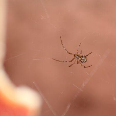 a close up shot of the common house spider inside the cone