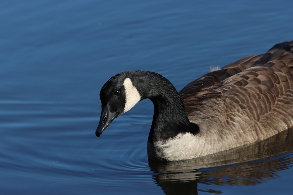 Urban Observation Winter Neighbors 1 Canada Goose Life in the City