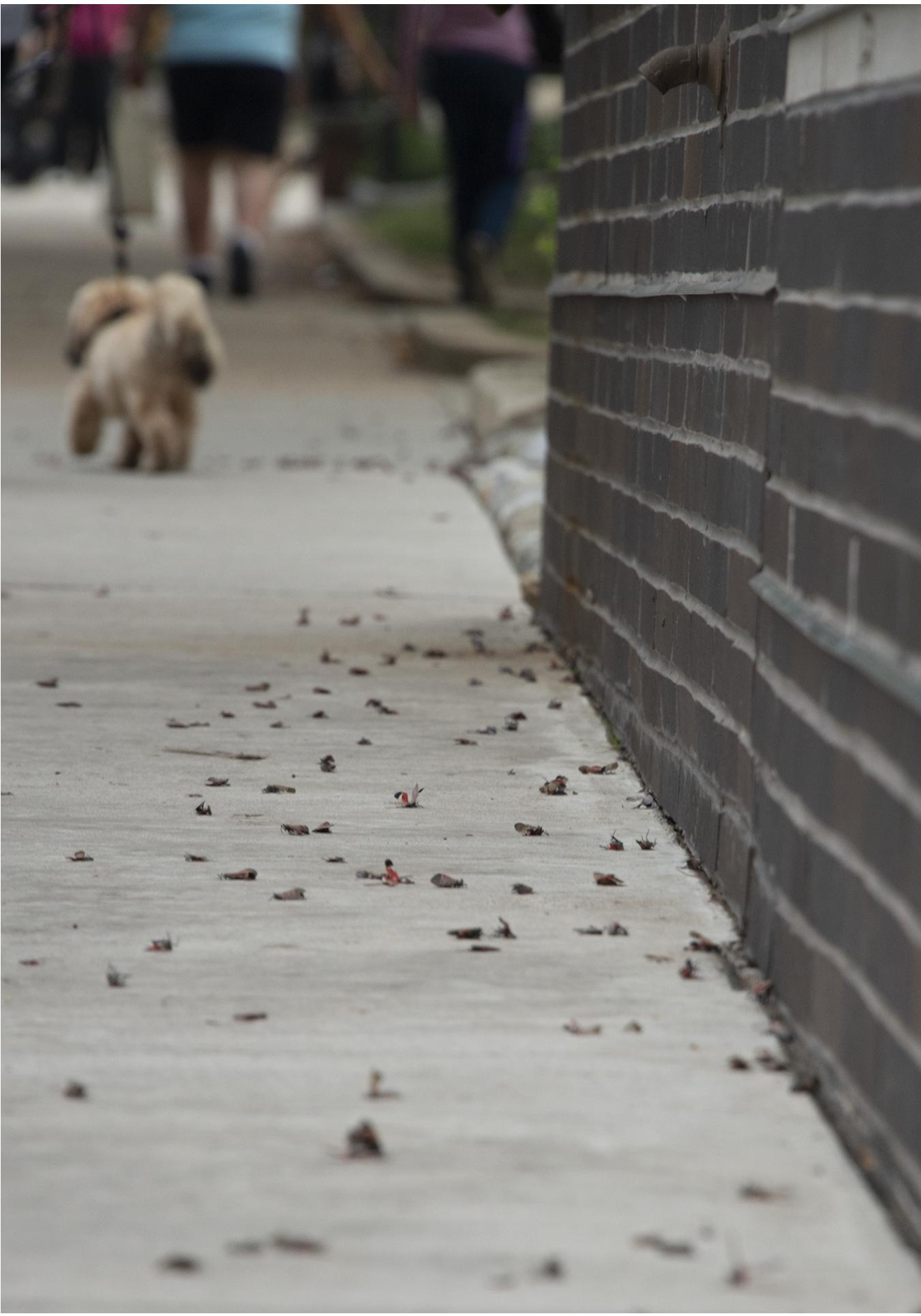 the side of a building, with many Spotted Lanternfly corpses scattered on the sidewalk
