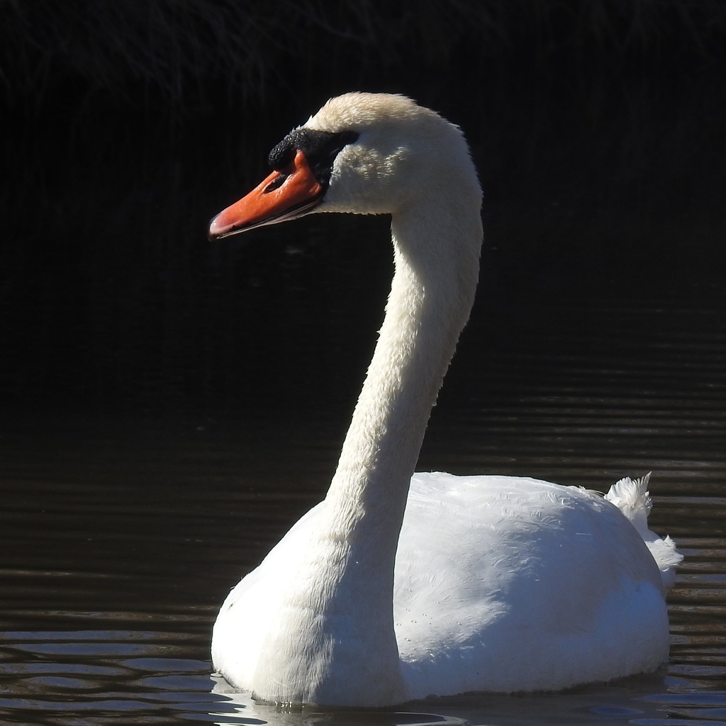 Urban Observation: Mute Swan in Leicester