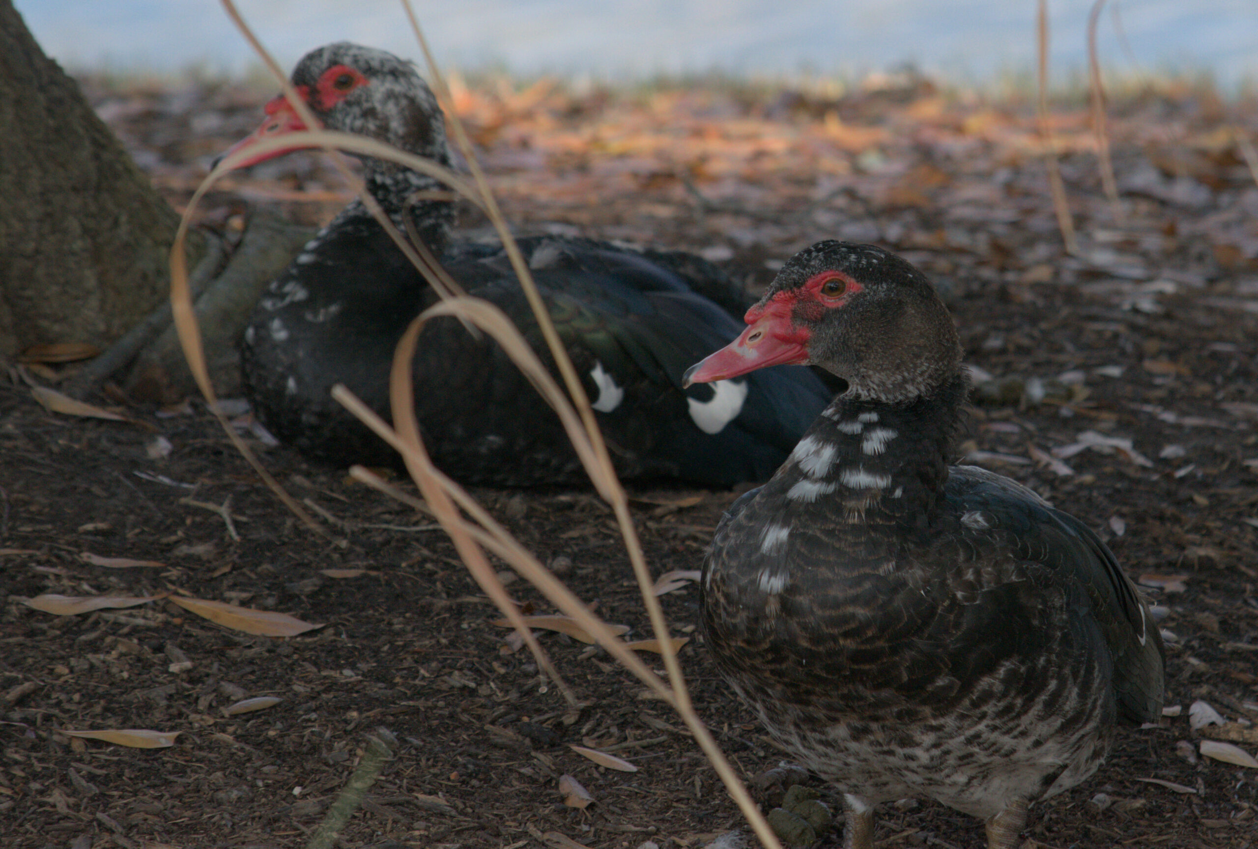 (Sub)Urban Observation: Feral Muscovy Ducks