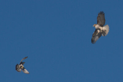 a red-tailed hawk and peregrine falcon clash in the sky