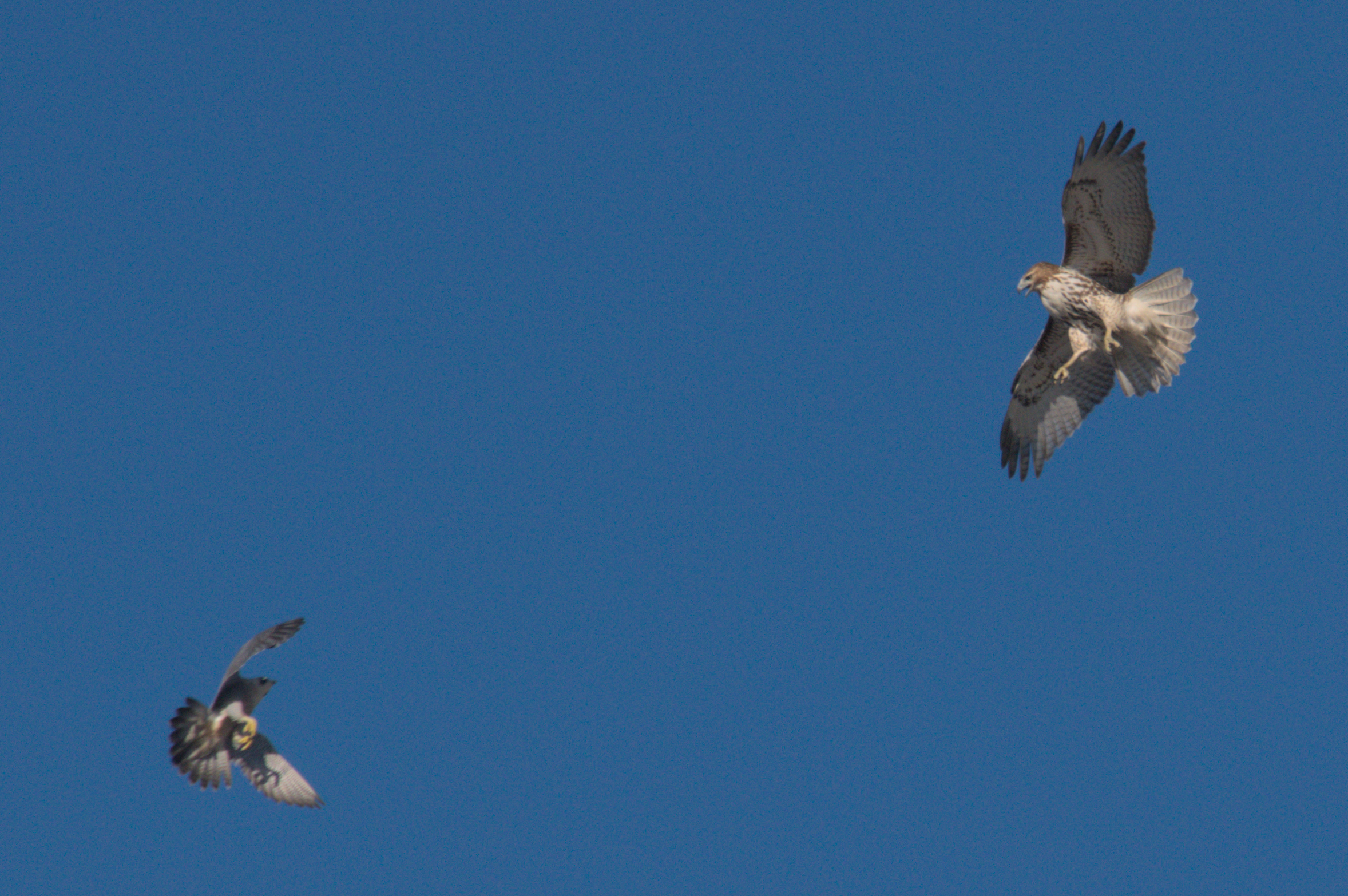 Urban Observation: Clash of the Titans