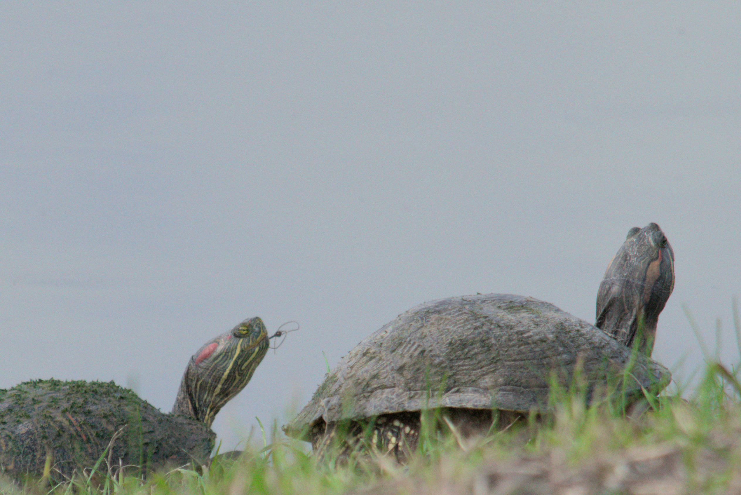 (Sub) Urban Observations: Red-eared Slider