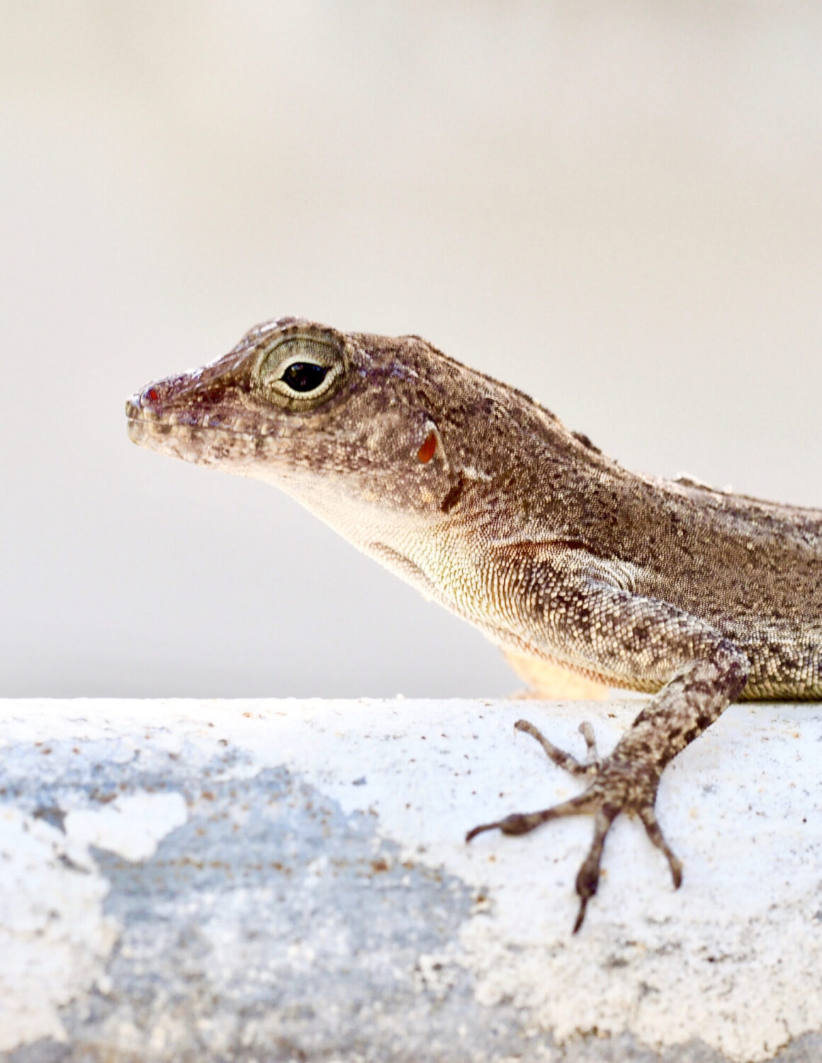 Parallel Urban Adaptation from Phenotype to Genotype in Anolis Lizards