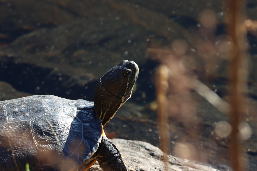 Urban Observation: Winter Neighbors 2: Red-eared Slider