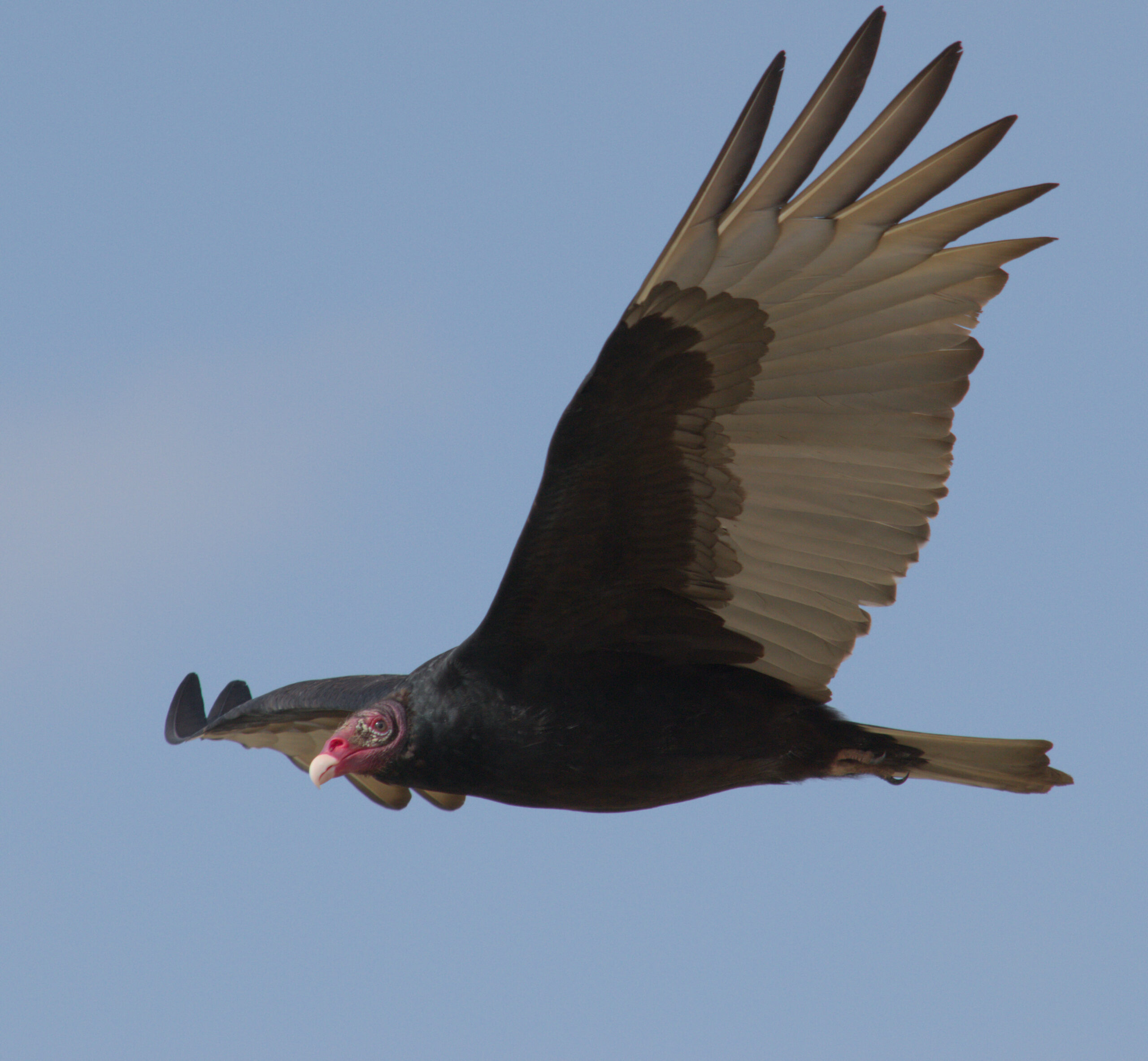 (Sub) Urban Observations: Turkey Vulture