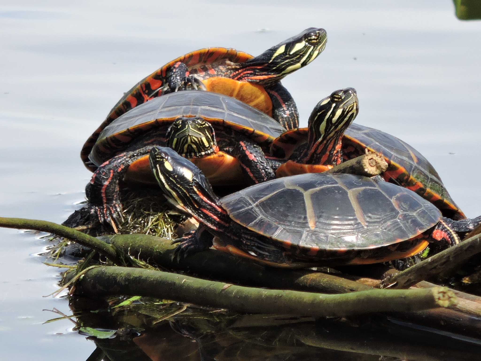 Life History of Teenage Mutant Painted Turtles