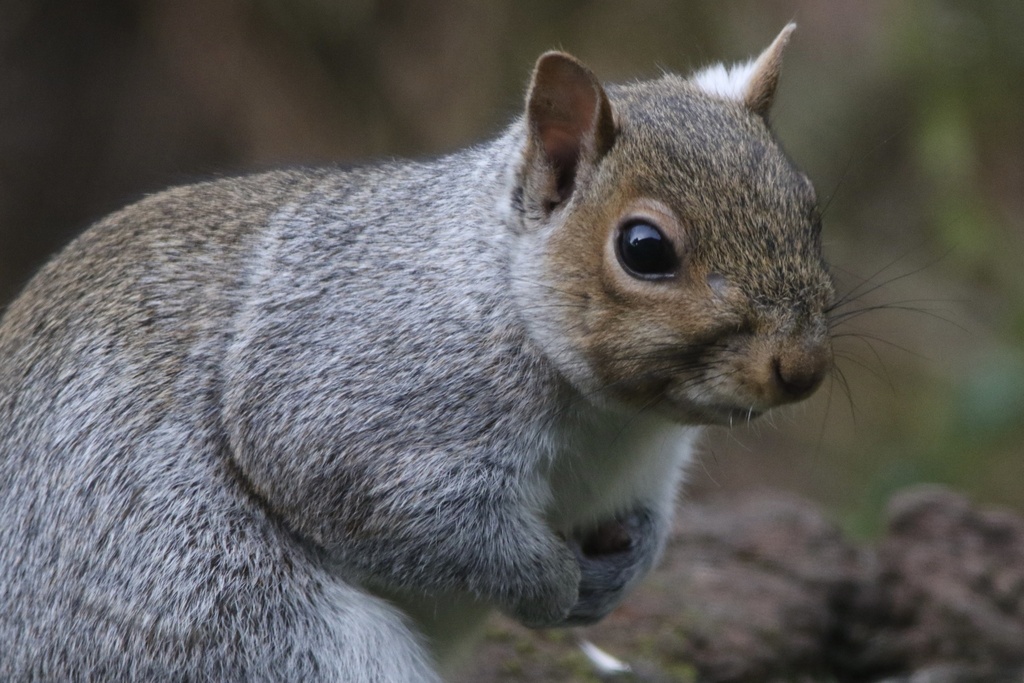 Are Squirrels More Stressed in Cities?