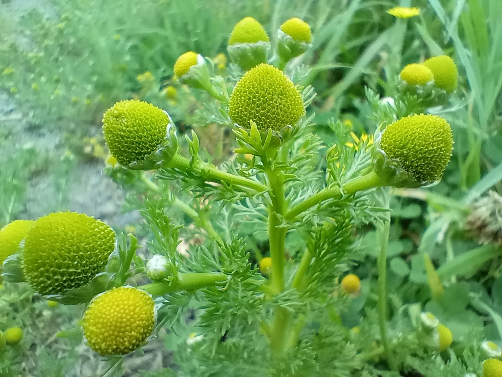 New Lit Alert: Phenotypic variation along urban-to-rural gradients: an attempt to disentangle the mechanisms at play using the alien species Matricaria discoidea (Asteraceae)