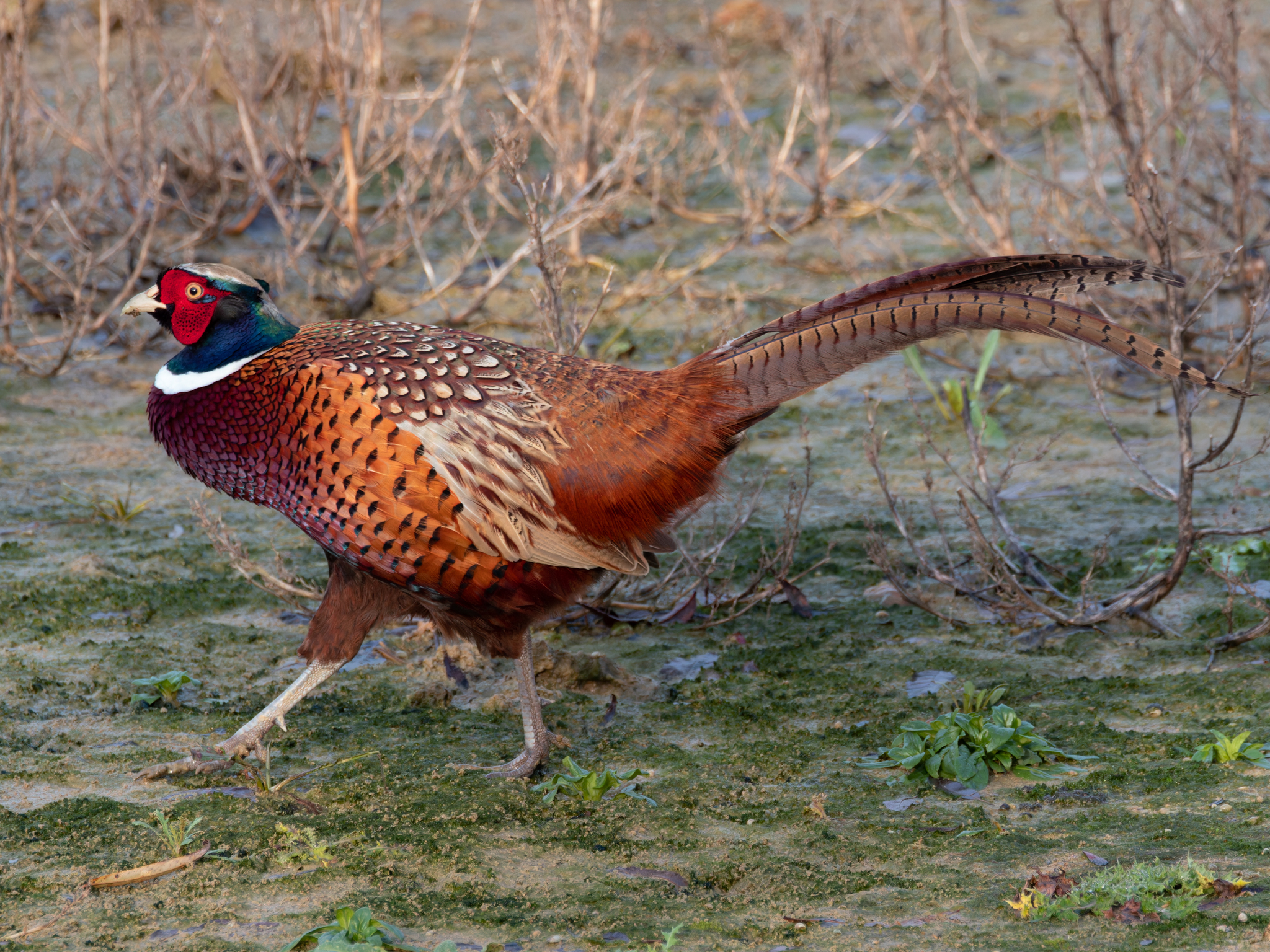 Urban Observation: Why did the pheasant cross the road?