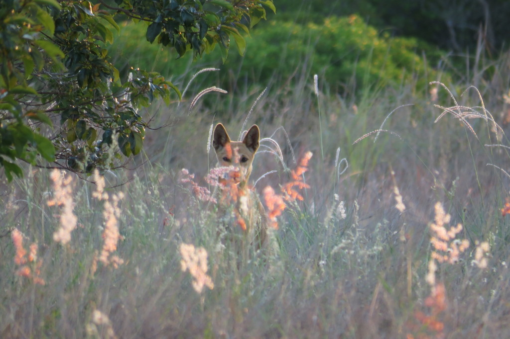 New Lit Alert: Going Wild in the City–Animal Feralization and Its Impact on Biodiversity in Urban Environments