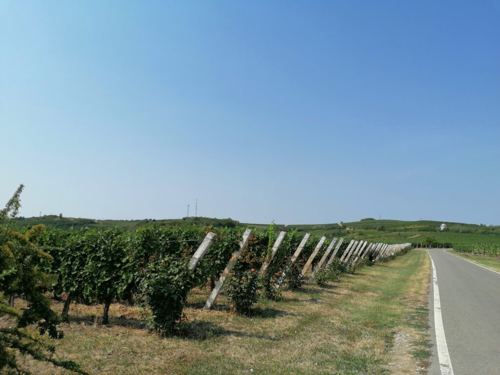 Image of the vineyards (Casa de Vinuri Iordache)