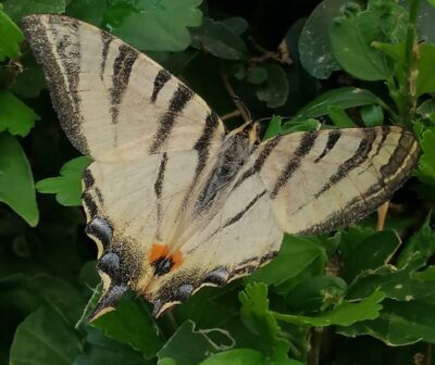 Scarce swallowtail butterfly resting on a shrub 
