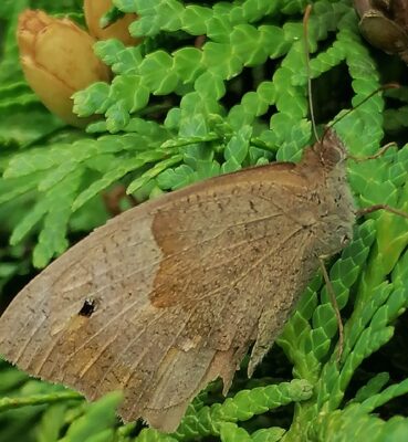 Meadow brown butterfly resting on a Tuja occidentalis tree