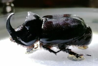 Rhinoceros beetle analysed during bachelor thesis