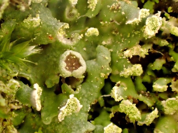 Physciella chloantha 