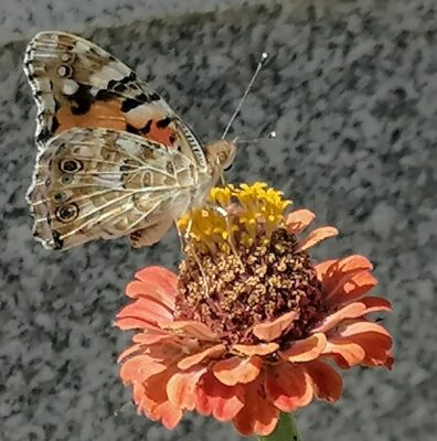 Painted lady butterfly feeding on nectar of a flower at the city cemetery