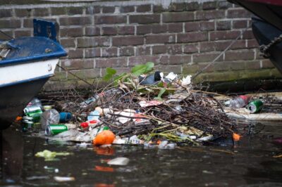 An Eurasian coot (Fulica atra) sitting on a nest consisting out of natural and anthropogenic material. 