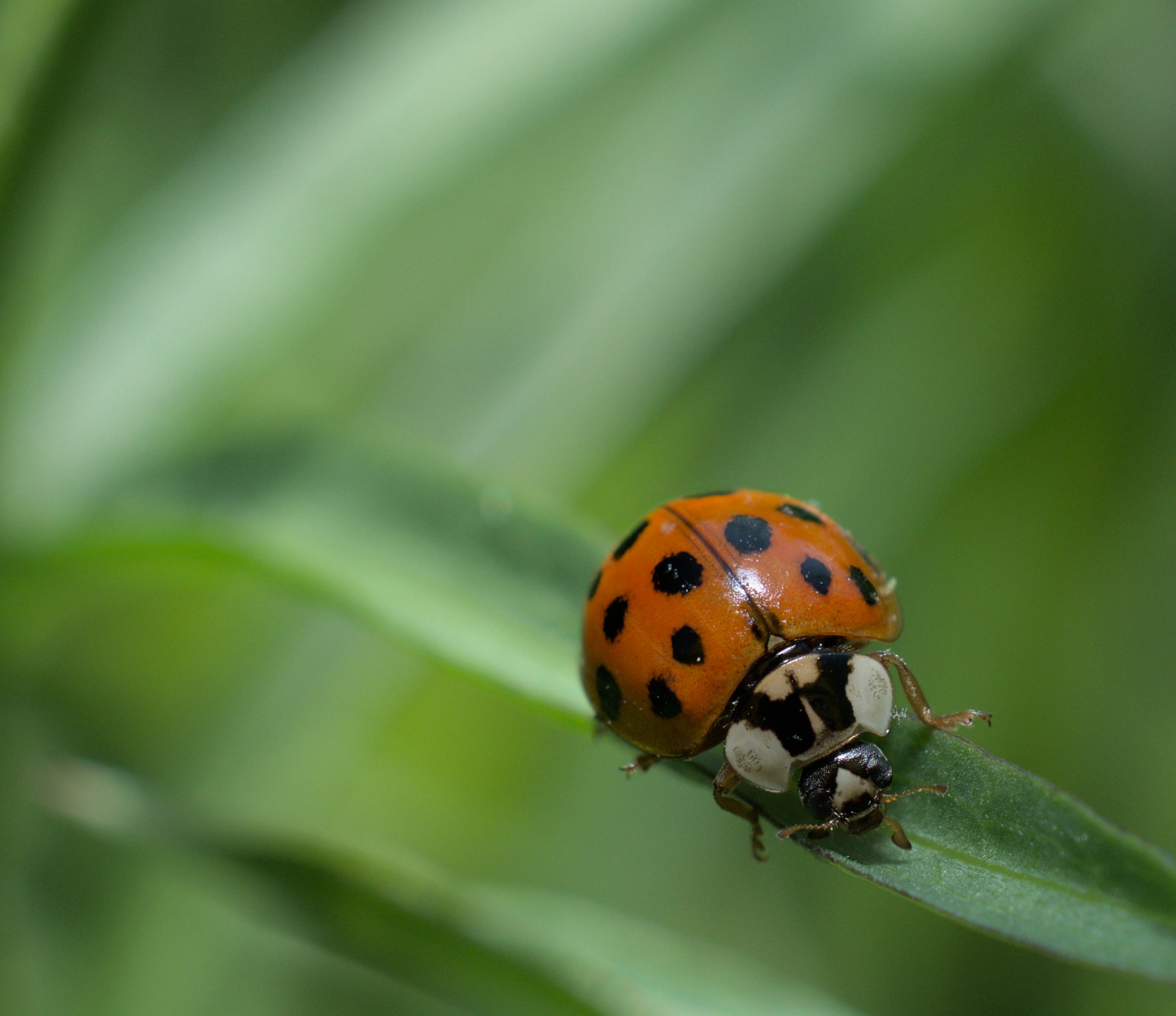 Urban Observation: Asian Ladybeetle