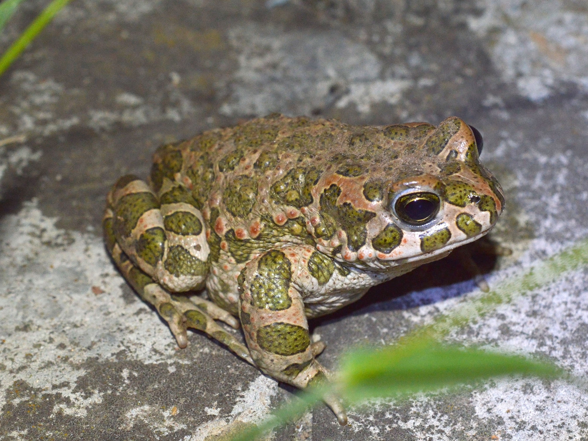 New Lit Alert: Urban environment determines population genetics in the green toad, Bufotes viridis