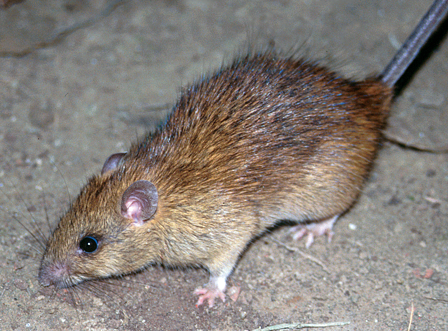 Rats around the rosie: a dance of urbanization and disease