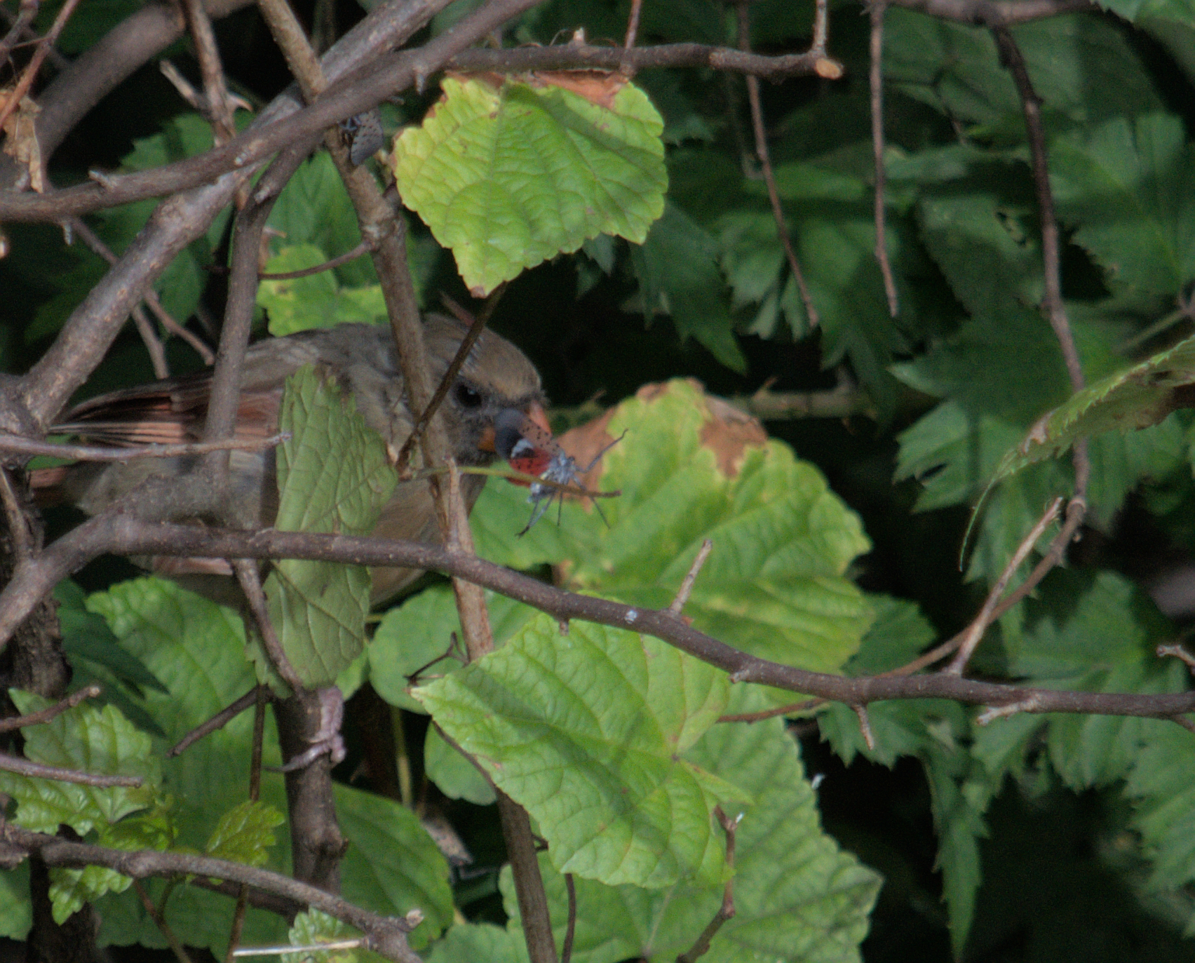 Urban Observations: Northern Cardinal eating a Spotted Lanternfly?