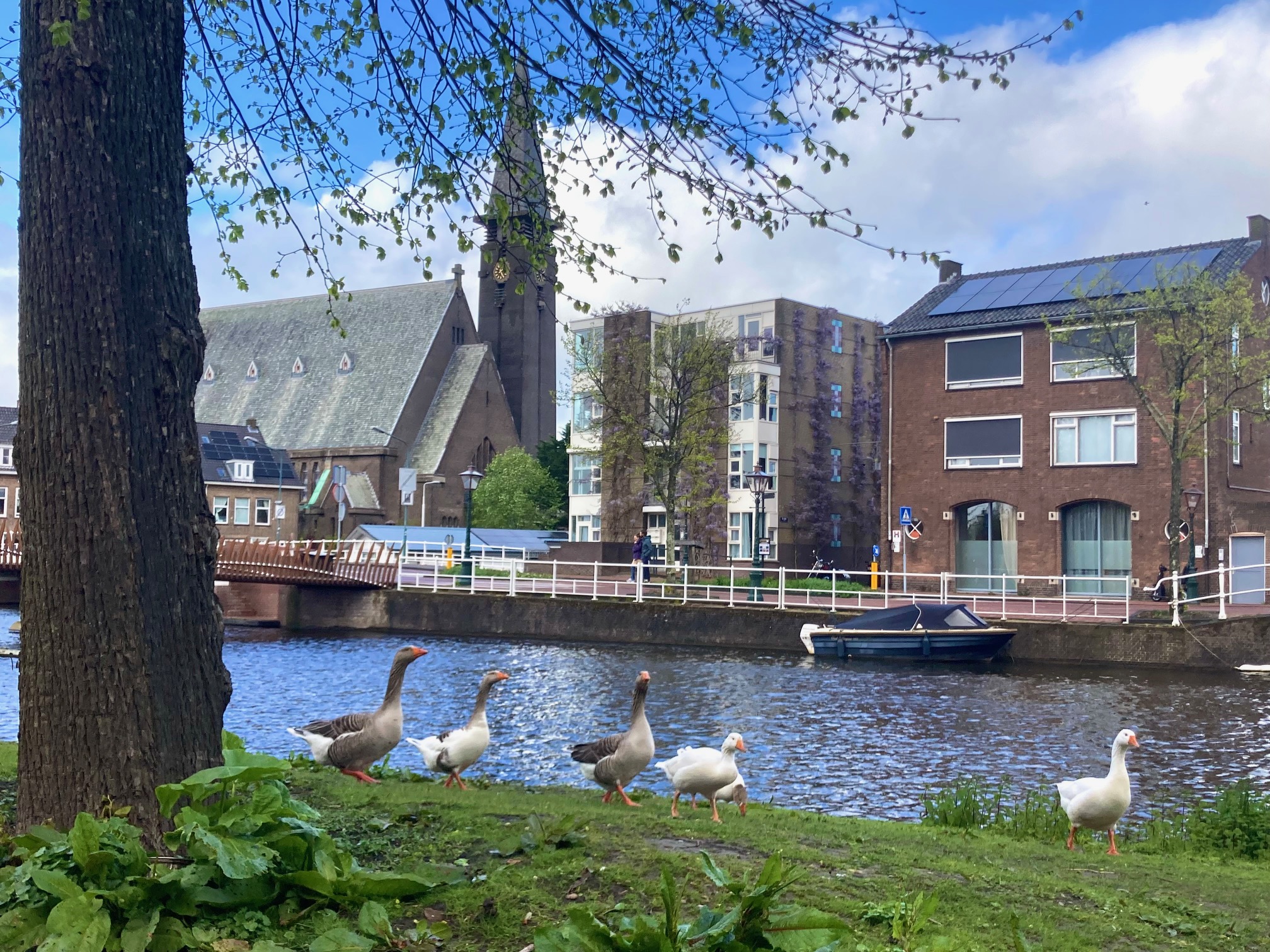 (Sub) Urban Observations: Greylag geese nesting in trees & nest hijack by a leucistic duck?