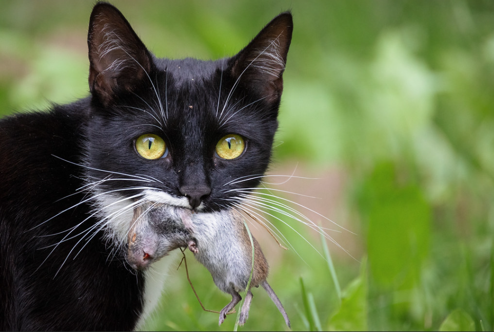 Domestic cats in Urban Environments: Should an Invasive Apex Predator be allowed to stay on the hunt?