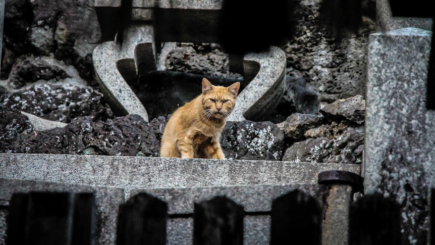 Hundreds of feral cats have been released to control the rat pest in Chicago
