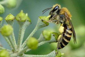 Colletes hederae: The new bee in town