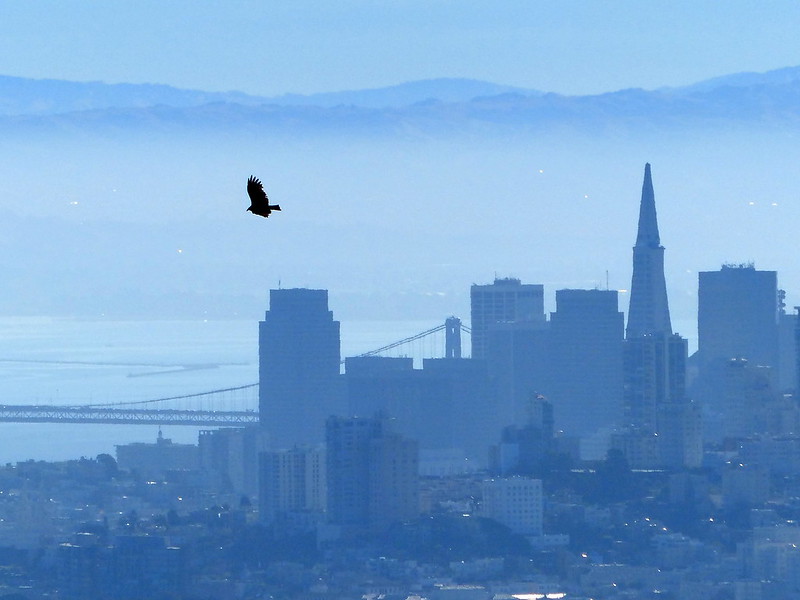 A concrete hunting ground: a new environment for raptors