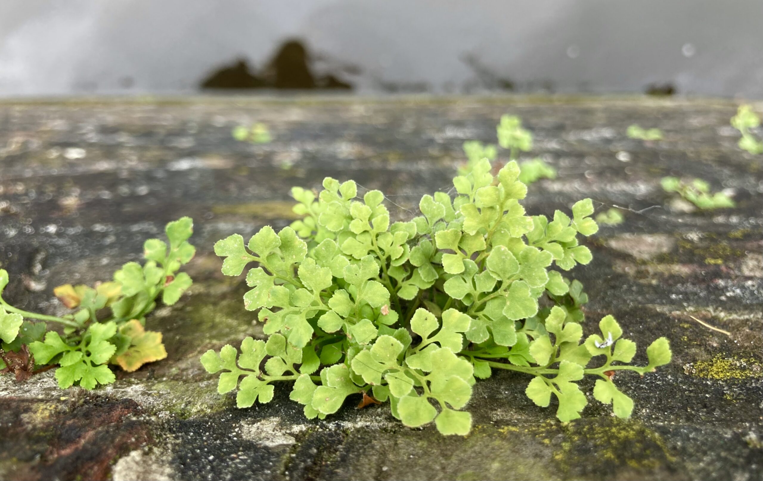Wall Lovers: Plants that can turn canal walls into urban ‘rock gardens’