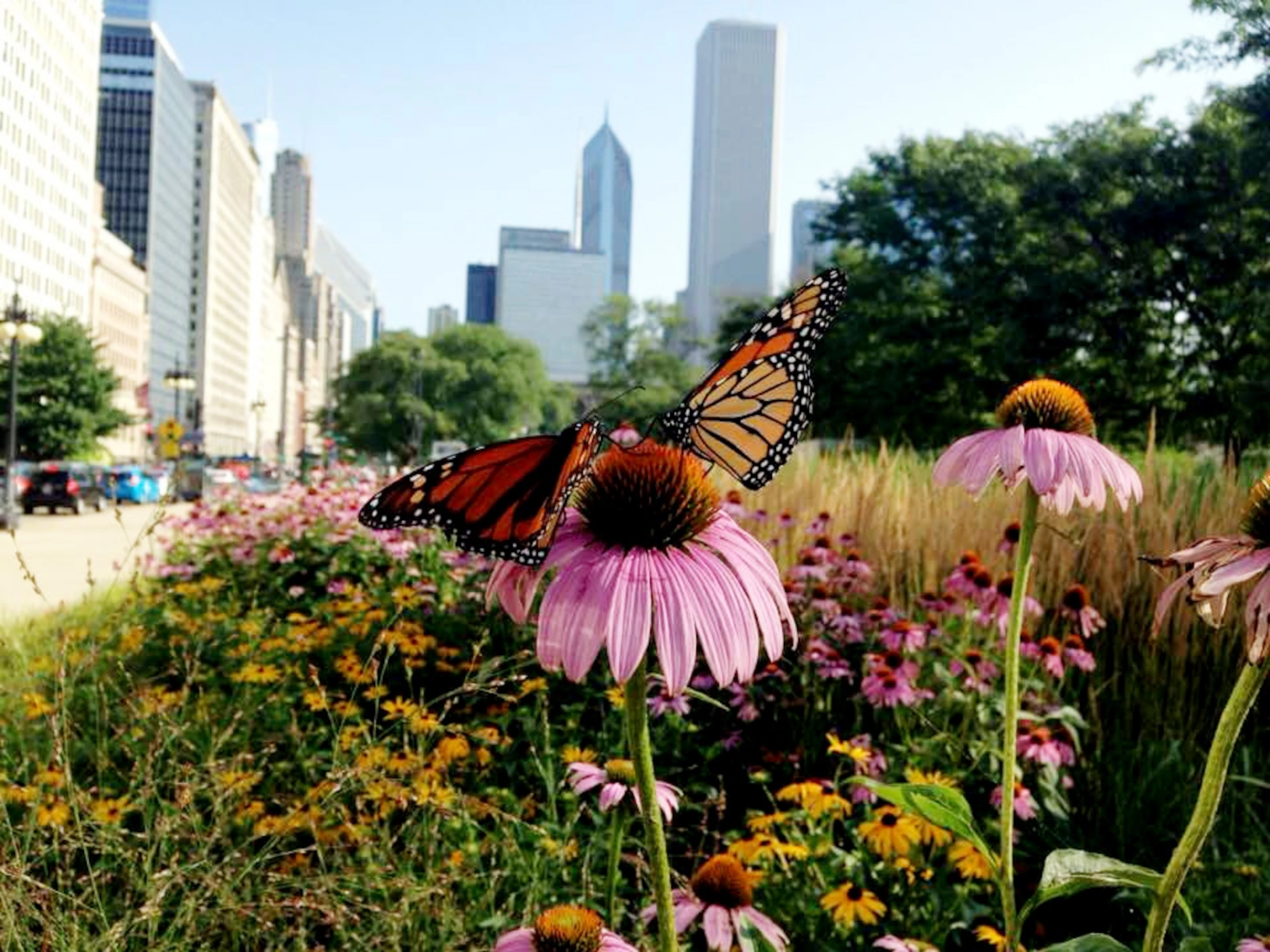An urban fairy-tale: saving butterflies from urbanization